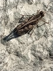 Calliptamus italicus