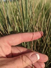 Psathyrostachys juncea