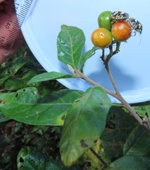 Solanum goetzei