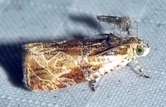 Olethreutes nigranum