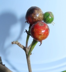 Solanum goetzei