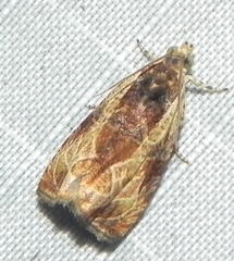 Olethreutes nigranum