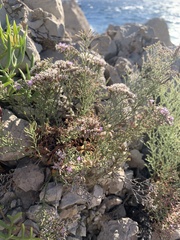 Limonium cordatum
