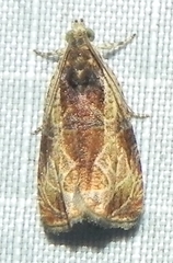 Olethreutes nigranum