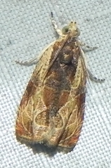 Olethreutes nigranum