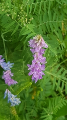 Vicia cracca