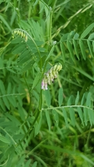 Vicia cracca