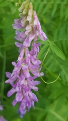 Vicia cracca