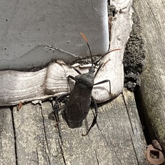 Acanthocephala terminalis