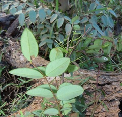 Synaptolepis oliveriana