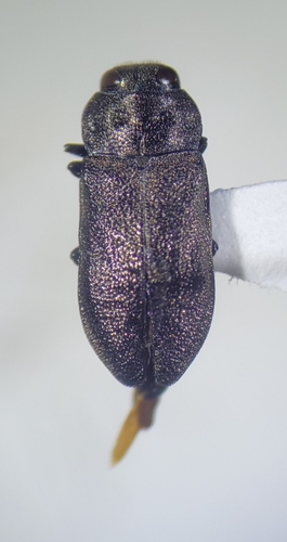 Anthaxia expansa