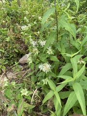 Monarda stipitatoglandulosa