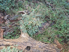Synaptolepis oliveriana