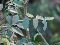 Synaptolepis oliveriana
