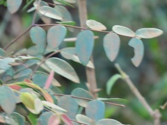 Synaptolepis oliveriana