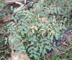 Synaptolepis oliveriana