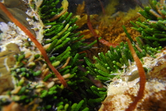 Caulerpa brownii