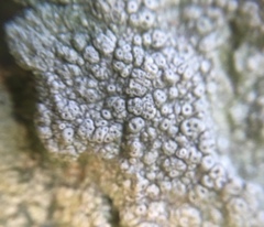 Pertusaria pertusa