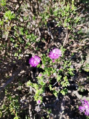 Delosperma pageanum