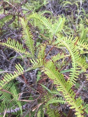 Dicranopteris