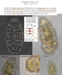 Bryodelphax