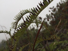 Dicranopteris