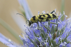 Chlorophorus varius