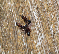Camponotus