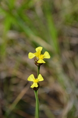 Xyris louisianica