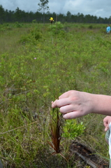 Xyris louisianica