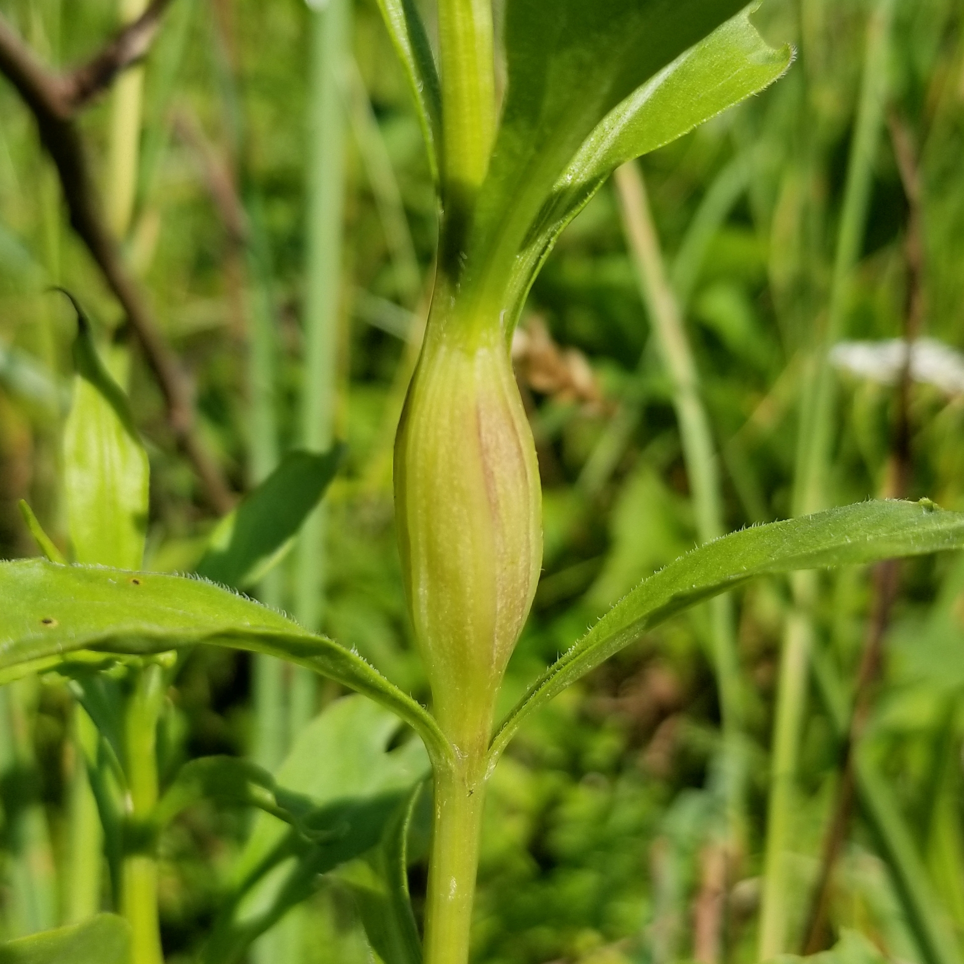 photo of Gnorimoschema spindle gall on Solidago juncea stem