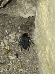 Cryptoglossa variolosa