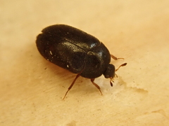 Attagenus unicolor