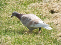 Columba livia domestica