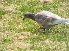 Columba livia domestica