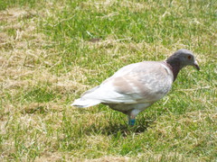 Columba livia domestica