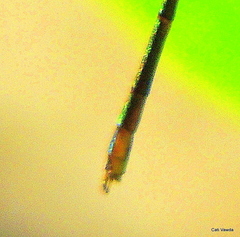 Lestes virgatus