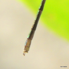 Lestes virgatus