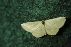 Scopula virgulata