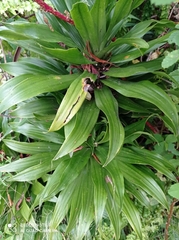 Dracaena fragrans compacta