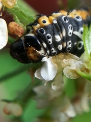 Depressaria daucella