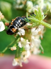 Depressaria daucella