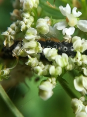 Depressaria daucella