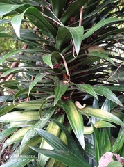 Dracaena fragrans compacta