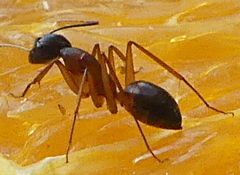 Camponotus barbaricus