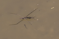 Aquarius conformis