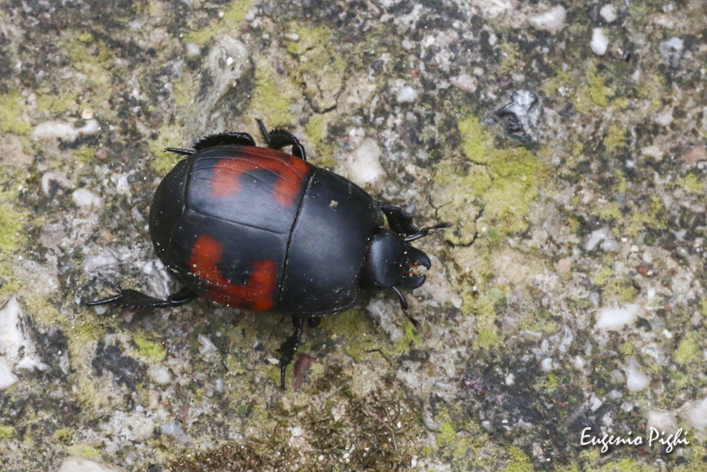 Hister quadrimaculatus