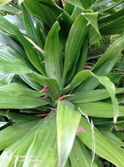 Dracaena fragrans compacta