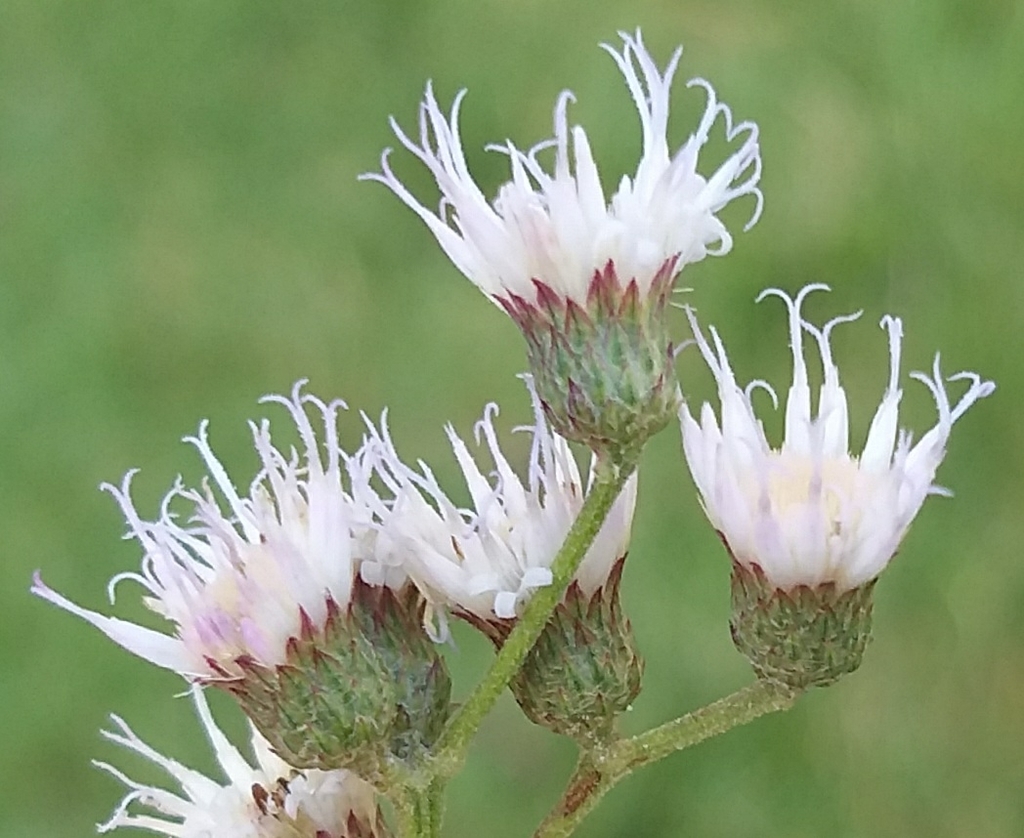 Vernonanthura brasiliana