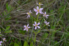 Sabatia brachiata